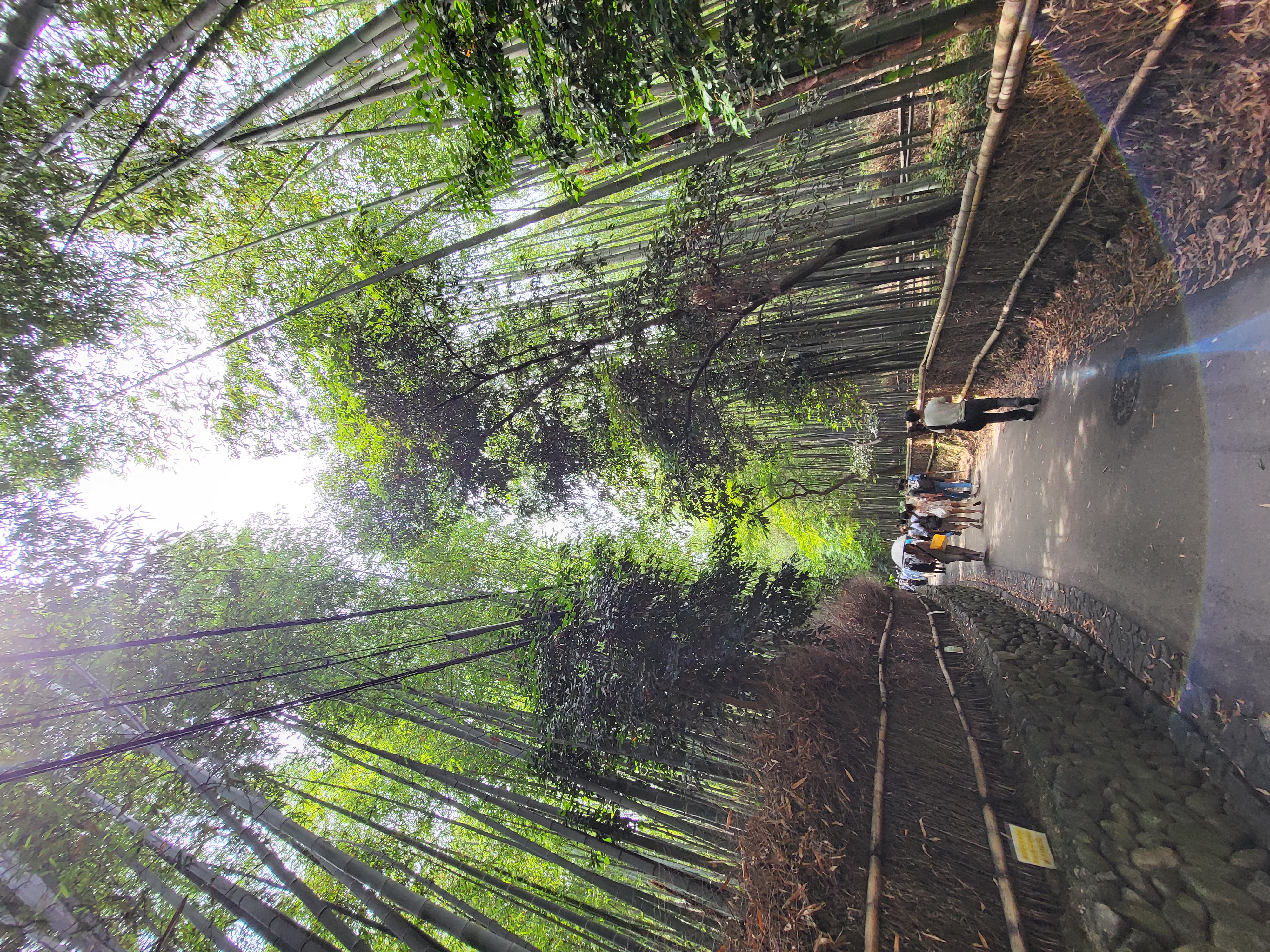 Arashiyama Bamboo Grove